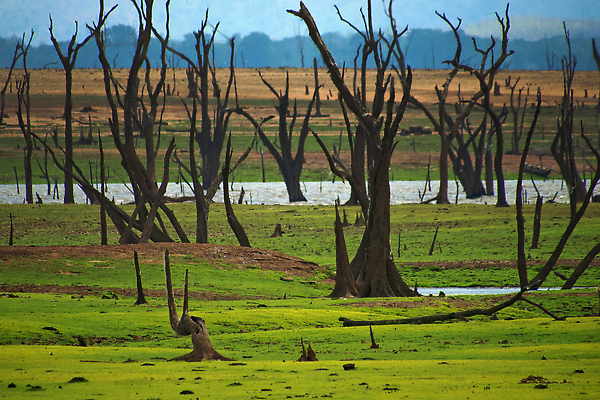 포토 JPG 해외이미지 야생동물 자연 휴식 사람없음 야외 뷰티 환경 고요 시골 보호 환경보전 보호구역 스리랑카 해외202310 해외포토 동물 아시아 컨셉 사회이슈 생태계 구역 파일형식