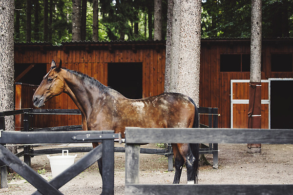 포토 JPG 해외이미지 동물 직업 라이프스타일 여자 행복 스포츠 밭 자연 안내 사람 이벤트 취미 사람없음 야외 여름 뷰티 농장 믿음 강사 경쟁 목장 산책 시골 승마 승차 쇼 과외 기르기 돌봄 라이더 지원 선두 해외202310 해외포토 계절 감정 컨셉 농업 모션 수업 휴식 생활 학습 생태계 파일형식