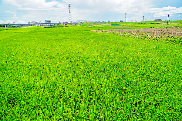 포토 JPG 해외이미지 식물 꽃 농업 자연 하늘 밥 화살 풍경 사람없음 야외 여름 강 맑음 시골 해외202310 해외포토 계절 산업 음식 날씨 생태계 파일형식