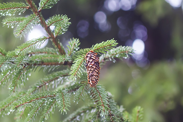 포토 JPG 해외이미지 나무 식물 계절 포스터 컬러 백그라운드 잎 자연 벽지 프레임 선물 풍경 사람없음 야외 초록색 물 여름 뷰티 환경 정원 놀람 봄 활발 젖음 성장 나뭇가지 소나무 바늘 화려 닫기 떨어짐 숲 빗방울 싱글 원예 상록수 침엽수 전나무 내추럴 가문비나무 디테일 국경 해외202310 해외포토 자연요소 감정 컨셉 모션 표정 취미 도구 비_날씨 생태계 파일형식