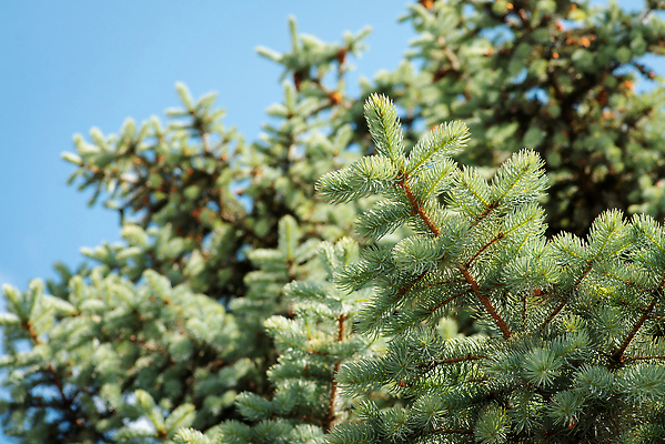 포토 JPG 해외이미지 나무 식물 공원 컬러 자연 하늘 날씨 사람없음 야외 목재 초록색 파란색 햇빛 뷰티 환경 정원 맑음 나뭇가지 신선 닫기 정상 숲 아래 묘사 상록수 침엽수 전나무 내추럴 가문비나무 해외202310 해외포토 공공시설 재료 모션 태양 방향 생태계 위치 파일형식