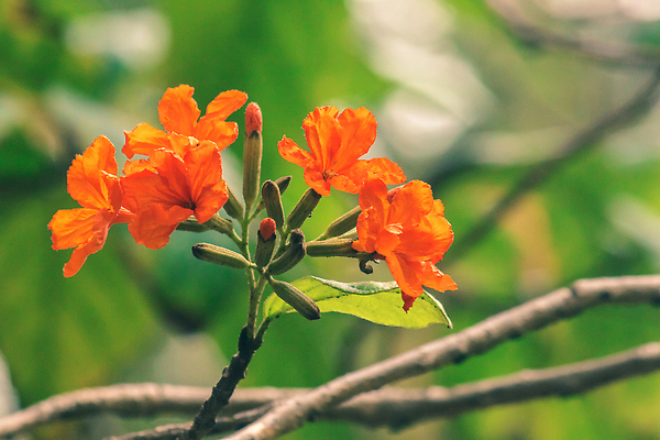 포토 JPG 해외이미지 나무 식물 계절 꽃잎 꽃 줄기 컬러 꽃다발 백그라운드 잎 꽃무늬 밭 오렌지 자연 사람없음 장식 빨간색 초록색 여름 컬러풀 뷰티 장미 노란색 정원 봄 벚꽃 나뭇가지 신선 우아함 닫기 묘사 향기 꽃가루 내추럴 이국적 해외202310 해외포토 컨셉 무늬 농업 과일 모션 가루 생태계 냄새 파일형식