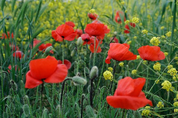 포토 JPG 해외이미지 식물 배너 계절 꽃잎 꽃 컬러 백그라운드 잎 꽃무늬 밭 농업 자연 하늘 추상 사람없음 야외 빨간색 초록색 파란색 빛 햇빛 태양 뷰티 일출 정원 맑음 일몰 봄 들꽃 벚꽃 시골 개화 허브 양귀비 진홍색 내추럴 해외202310 해외포토 자연요소 산업 무늬 날씨 노을 생태계 파일형식