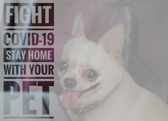 포토 JPG 해외이미지 동물 응시 텍스트 포유류 타이포그라피 사람없음 반려동물 메시지 개 코로나바이러스 사회적거리두기 해외202310 해외포토 문자 시선 캠페인 바이러스 파일형식