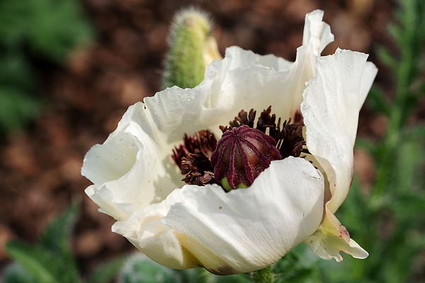 포토 JPG 해외이미지 식물 계절 꽃잎 꽃 꽃무늬 자연 풍경 사람없음 야외 환경 정원 성장 벚꽃 신선 개화 닫기 관목 생태계 원예 화단 양귀비 내추럴 영원 해외202310 해외포토 나무 무늬 모션 취미 파일형식