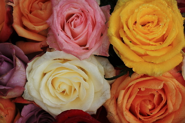 포토 JPG 해외이미지 백그라운드 사람없음 장미 혼합 해외202310 해외포토 꽃 파일형식