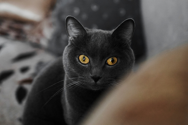 포토 JPG 해외이미지 동물 1 응시 행복 얼굴 포즈 오렌지 포유류 휴식 짧은머리 영국 수염 털 실내 미소 앉기 사람없음 가로 파란색 반려동물 노란색 고양이 회색 분노 흰색 표현 치아 모피 솜털 고립 기르기 유래 순혈 해외202310 해외포토 헤어스타일 시선 감정 유럽 컬러 컨셉 과일 모션 표정 내부 신체부위 소화기관 돌봄 파일형식