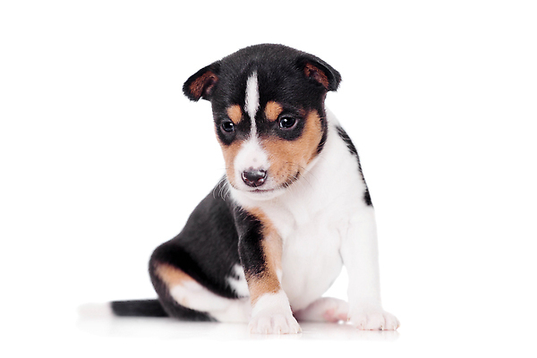 포토 JPG 해외이미지 한마리 사람없음 강아지 흰배경 바센지 해외202310 해외포토 1 백그라운드 반려동물 흰색 개 파일형식