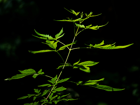포토 JPG 해외이미지 식물 잎 자연 사람없음 야외 초록색 빛 햇빛 정원 성장 신선 허브 그리너리 해외202310 해외포토 컬러 태양 생태계 파일형식 트랜드컬러