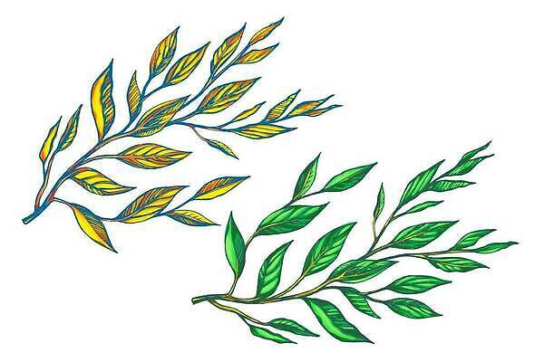 EPS 해외이미지 모양 나무 식물 디자인 꽃 실루엣 줄기 컨셉 잎 꽃무늬 패턴 곡선 일러스트 자연 추상 프레임 창조 그래픽 장식 초록색 뷰티 검은색 봄 성장 벚꽃 나뭇가지 우아함 스케치 그림 복고 윤곽 내추럴 고립 그런지 엘리먼트 벡터 해외202310 해외일러스트 계절 선 컬러 무늬 촬영기법 미술 생태계 파일형식