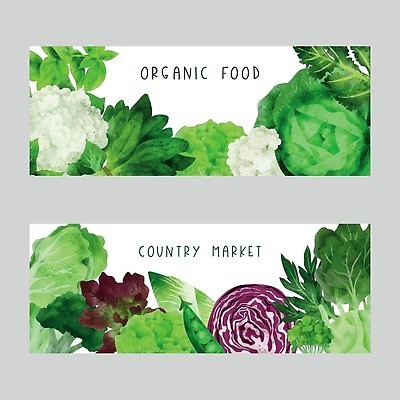 EPS 해외이미지 배너 잎 일러스트 사람없음 초록색 양상추 상추 브로콜리 유기농 완두콩 손그림 적양배추 컬리플라워 비건 해외202310 해외일러스트 식물 웰빙 컬러 채소 콩 양배추 채식주의자 파일형식 벡터