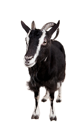 포토 JPG 해외이미지 한마리 염소 사람없음 흰배경 해외202310 해외포토 1 백그라운드 포유류 흰색 파일형식