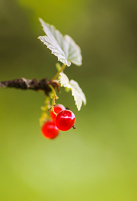 포토 JPG 해외이미지 나무 식물 계절 열매 음식 줄기 백그라운드 잎 다이어트 과일 재료 자연 디저트 건강 사람없음 빨간색 초록색 여름 뷰티 정원 가을 나뭇가지 신선 원형 그룹 닫기 달콤 맛 소프트포커스 다발 먹기 오브젝트 유기농 날것 비타민 블랙베리 내추럴 건포도 숙성 채식주의자 노화 맛있는 해외202310 해외포토 도형 웰빙 컬러 컨셉 모션 포도 촬영기법 생태계 채식 건과일 영양소 파일형식