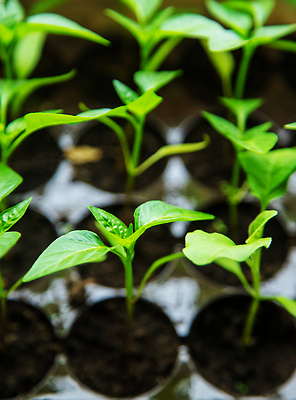 포토 JPG 해외이미지 식물 배너 계절 지구 음식 줄기 백그라운드 잎 농업 토마토 채소 창문 자연 피망 새로움 주택 파프리카 실내 건강 씨앗 사람없음 초록색 빛 상자 새싹 정원 흙 봄 수확 성장 신선 냄비 작음 허브 유기농 원예 후추 내추럴 땅바닥 모종 묘목 심기 온실 해외202310 해외포토 나무 웰빙 산업 컬러 컨셉 모션 바닥 취미 내부 건물 솥 크기 향신료 생태계 파일형식
