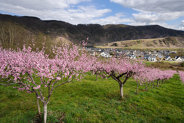 포토 JPG 해외이미지 나무 식물 계절 꽃 유럽 꽃무늬 자연 독일 파노라마 풍경 사람없음 야외 환경 봄 벚꽃 시골 개화 관목 생태계 복숭아 내추럴 해외202310 해외포토 나라 무늬 과일 촬영기법 파일형식