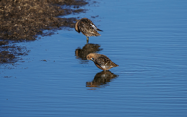 포토 JPG 해외이미지 동물 야생동물 캐나다 자연 조류 사람없음 야외 물 습지 해외202310 해외포토 자연요소 북아메리카 생태계 파일형식