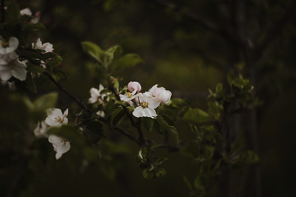 포토 JPG 해외이미지 나무 식물 계절 꽃잎 꽃 분홍색 잎 꽃무늬 자연 벽지 사람없음 야외 뷰티 정원 맑음 봄 낭만 벚꽃 나뭇가지 신선 개화 체리 사과 소프트포커스 5월 원예 질감 보케 꽃가루 부드러움 내추럴 해외202310 해외포토 컬러 컨셉 무늬 과일 날씨 촬영기법 취미 감각 날짜 가루 생태계 파일형식