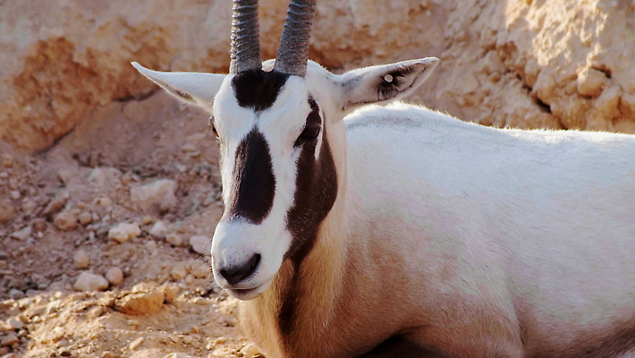포토 JPG 해외이미지 동물 야생동물 모래 중동 포유류 자연 초식동물 뿔 종류 사람없음 물 숫자 환경 사막 흰색 행운 황무지 황금 중앙 군중 방목 모래언덕 사파리 영양 아라비아 동쪽 사우디아라비아 아랍에미리트 가젤 두바이 아랍어 전국 해외202310 해외포토 자연요소 문자 나라 컬러 컨셉 사람 축산업 방향 언덕 생태계 파일형식