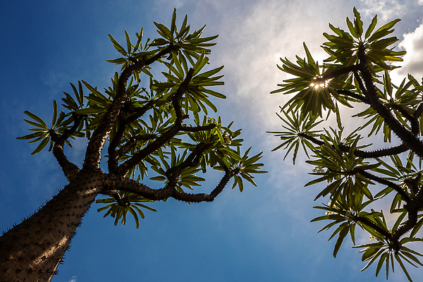 포토 JPG 해외이미지 나무 식물 잎 자연 하늘 선인장 건조 손바닥 사람없음 야외 초록색 여름 파란색 야자수 햇빛 환경 정원 맑음 사막 성장 나뭇가지 못 바늘 가시 큼 척추 원예 질감 날카로움 스파이크 내추럴 다육식물 마다가스카르 해외202310 해외포토 손 계절 컬러 날씨 뼈 취미 태양 도구 공구 크기 생태계 파일형식