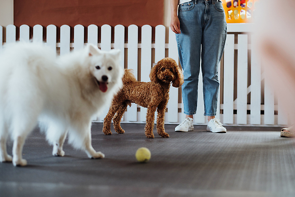포토 JPG 해외이미지 동물 실내 한명 사람 반려동물 개 푸들 기르기 순혈 해외202310 해외포토 1 포유류 내부 돌봄 파일형식