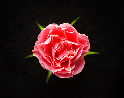 포토 JPG 해외이미지 꽃 사람없음 하이앵글 검은색 화려 해외202310 해외포토 식물 뷰포인트 컬러 컨셉 파일형식