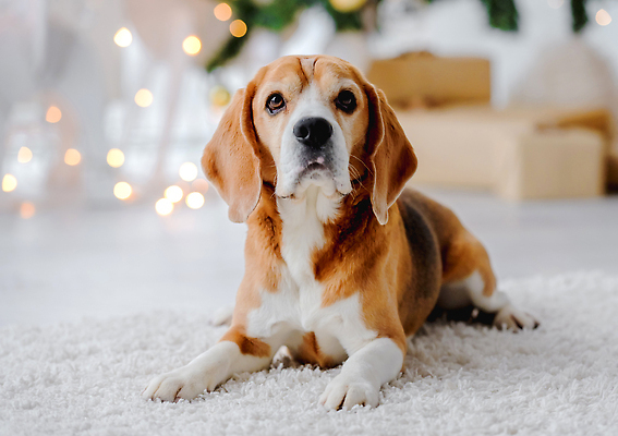 포토 JPG 해외이미지 크리스마스 겨울 사람없음 선물상자 카펫 추위 강아지 비글 해외202310 해외포토 계절 기념일 선물 반려동물 상자 개 파일형식