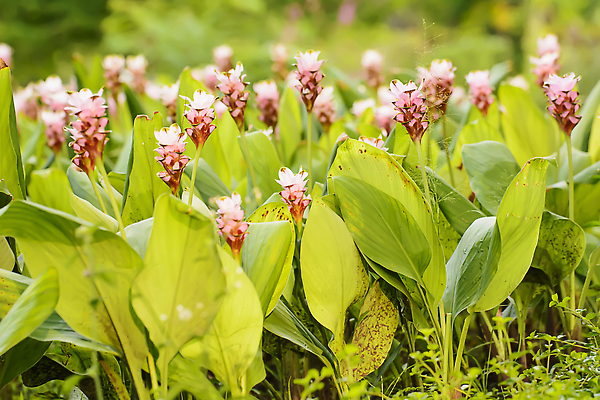 포토 JPG 해외이미지 식물 계절 꽃 문화 분홍색 여행 백그라운드 잎 꽃무늬 태국 자연 사람없음 컬러풀 뷰티 낭만 튤립 벚꽃 흰색 신선 내추럴 해외202310 해외포토 아시아 컬러 컨셉 무늬 생태계 파일형식