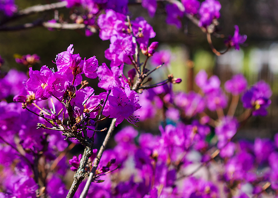 포토 JPG 해외이미지 나무 식물 계절 꽃 벽 분홍색 컬러 백그라운드 꽃무늬 재료 자연 사람없음 야외 목재 초록색 파란색 뷰티 약 정원 보라색 봄 벚꽃 나뭇가지 신선 개화 습지 숲 진달래 다발 제비꽃 관목 아로마 로즈메리 내추럴 시베리아 해외202310 해외포토 무늬 의학 허브 생태계 파일형식