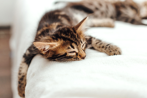 포토 JPG 해외이미지 동물 척추동물 응시 백그라운드 장난 포유류 가족 엄마 수염 주택 털 동양인 사람없음 반려동물 뷰티 머리 고양이 아기 신생아 점 그룹 황금 달콤 작음 모피 귀 슛 얼룩무늬 표범 기르기 혼자 순혈 해외202310 해외포토 시선 무늬 관계 사람 인종 건물 신체부위 맛 크기 돌봄 파일형식