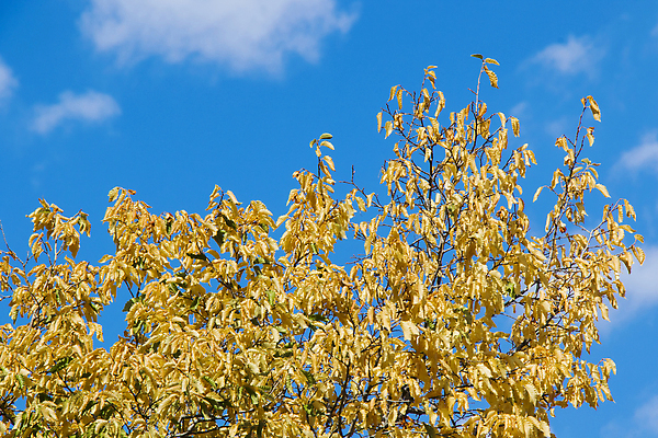 포토 JPG 해외이미지 나무 식물 계절 공원 컬러 백그라운드 단풍 잎 오렌지 자연 풍경 사람없음 야외 가로 빛 태양 뷰티 노란색 평화 맑음 활발 가을 나뭇가지 시골 도시 황금 숲 11월 장면 내추럴 카피스페이스 해외202310 해외포토 자연요소 공공시설 컨셉 과일 날씨 공백 날짜 생태계 파일형식