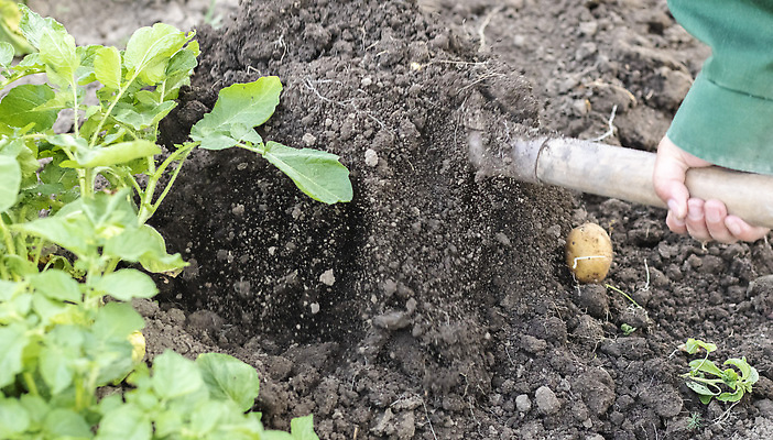 포토 JPG 해외이미지 식물 손 계절 여자 문화 지구 음식 백그라운드 잎 밭 농업 채소 자연 감자 관리 사람없음 초록색 여름 농작물 농장 농경지 정원 흙 수확 시골 신선 업무 농부 땅 수집 유기농 원예 날것 뿌리 먼지 내추럴 돌봄 땅바닥 땅파기 밭일 숙성 해외202310 해외포토 직업 웰빙 산업 컬러 모션 바닥 사람 취미 신체부위 작업 생태계 파일형식