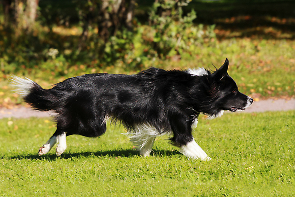 포토 JPG 해외이미지 동물 공원 행복 장난 포유류 자연 놀이 생물 사람없음 야외 목재 초록색 반려동물 달리기 뷰티 바구니 검은색 기쁨 흰색 양 양치기 개 속도 송곳니 경보 기르기 복종 국경 순혈 해외202310 해외포토 나무 직업 공공시설 감정 컬러 재료 모션 치아 생태계 돌봄 파일형식
