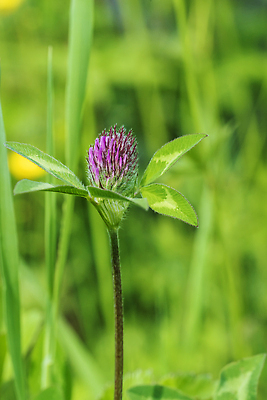 포토 JPG 해외이미지 식물 꽃 분홍색 컬러 잎 꽃무늬 밭 자연 사람없음 뷰티 정원 보라색 봄 벚꽃 클로버 해외202310 해외포토 계절 무늬 농업 생태계 파일형식