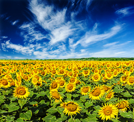 포토 JPG 해외이미지 주간 식물 구름 꽃 밭 자연 하늘 불꽃 해바라기 풍경 사람없음 초록색 여름 파란색 노란색 침묵 고요 전원 농촌 시골 장면 해외202310 해외포토 자연요소 계절 컬러 농업 불 소리 전기에너지 생태계 파일형식