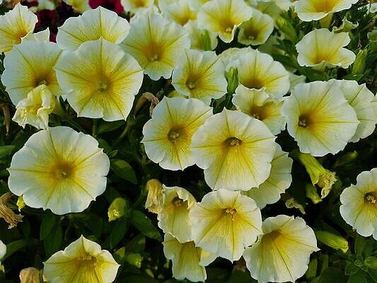 포토 JPG 해외이미지 식물 꽃잎 꽃 사람없음 파란색 노란색 프리뮬러 피튜니아 해외202310 해외포토 컬러 파일형식