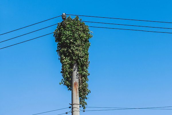포토 JPG 해외이미지 나무 식물 디자인 외관 계절 벽 컬러 백그라운드 잎 패턴 자연 주택 사람없음 야외 건물 장식 빨간색 초록색 울타리 뷰티 환경 정원 성장 나뭇가지 신선 덩굴 숲 원예 질감 포도나무 아이비 내추럴 해외202310 해외포토 건축물 무늬 취미 담장 과일나무 생태계 파일형식