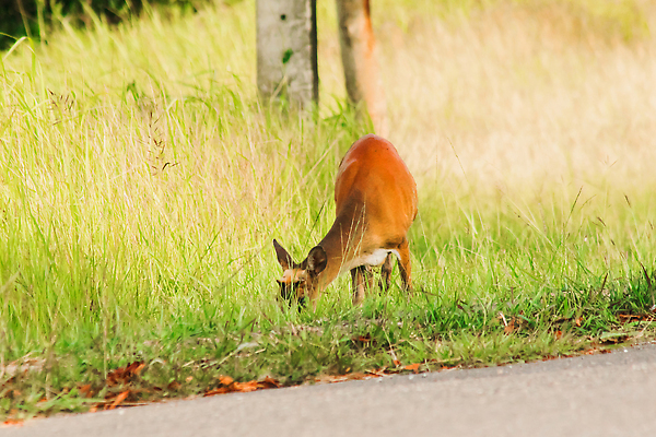 포토 JPG 해외이미지 동물 한마리 응시 공원 남자 야생동물 밭 포유류 자연 사슴 휴식 영국 뿔 국립공원 종류 사람없음 야외 가로 빨간색 초록색 컬러풀 달러 버섯 황무지 숲 위험 인도인 사파리 영양 엘크 전국 혼자 해외202310 해외포토 외국인 1 시선 공공시설 유럽 컬러 컨셉 돈 농업 사람 동양인 생태계 파일형식