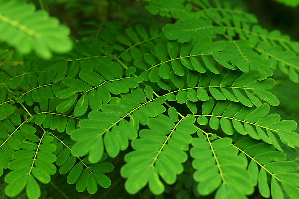 포토 JPG 해외이미지 나무 식물 디자인 백그라운드 잎 꽃무늬 자연 벽지 표면 미술 사람없음 장식 초록색 여름 빛 뷰티 정원 봄 신선 소프트포커스 숲 유기농 질감 내추럴 블러 이국적 해외202310 해외포토 웰빙 계절 꽃 컬러 무늬 문화예술 촬영기법 생태계 파일형식