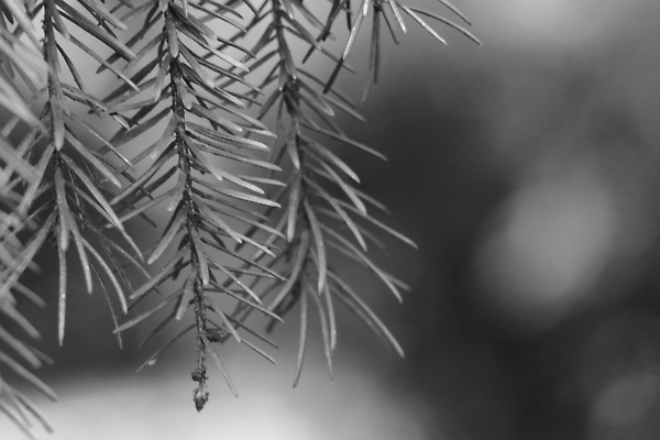 포토 JPG 해외이미지 나무 식물 계절 공원 실루엣 별 줄기 백그라운드 잎 크리스마스 자연 하늘 아침 날씨 요정 그림자 미술 풍경 사람없음 야외 목재 초록색 뷰티 환경 검은색 어둠 황혼 성장 가을 흰색 나뭇가지 도시 소나무 바늘 숲 큼 신비 무서움 오브젝트 싱글 침엽수 전나무 내추럴 고립 옛날 해외202310 해외포토 주간 자연요소 공공시설 기념일 감정 컬러 컨셉 재료 문화예술 촬영기법 일몰 도구 크기 생태계 파일형식