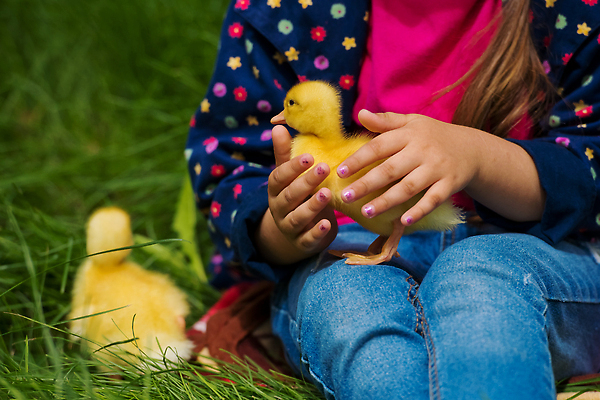 포토 JPG 해외이미지 동물 백인 라이프스타일 손 공원 여자 행복 어린이 백그라운드 컨셉 자연 놀이 조류 오리 미소 사람 사람없음 야외 초록색 여름 반려동물 뷰티 노란색 정원 표현 잡기 작음 부드러움 조심 솜털 해외202310 해외포토 서양인 계절 공공시설 감정 컬러 모션 표정 생활 신체부위 감각 크기 생태계 파일형식