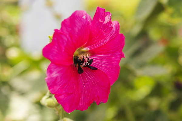 포토 JPG 해외이미지 식물 꽃잎 꽃 분홍색 컬러 곤충 잎 꽃무늬 신체 자연 사람없음 야외 장식 초록색 여름 컬러풀 뷰티 정원 봄 벚꽃 개화 꿀벌 벌 묘사 꽃가루 내추럴 꽃수술 수유 영원 해외202310 해외포토 동물 계절 무늬 벌_곤충 가루 생태계 파일형식