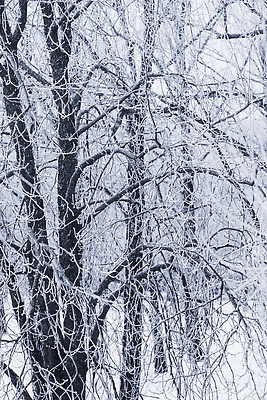 포토 JPG 해외이미지 나무 디자인 계절 공원 여행 백그라운드 컨셉 크리스마스 겨울 자연 동화 날씨 휴가 사람없음 야외 파란색 마을 환경 정원 회색 추위 수확 안개 흰색 나뭇가지 신선 눈송이 떨어짐 묘사 서리 부드러움 폭풍 솜털 눈보라 폭설 눈내림 해외202310 해외포토 식물 공공시설 기념일 컬러 농업 눈_날씨 감각 자연재해 생태계 파일형식