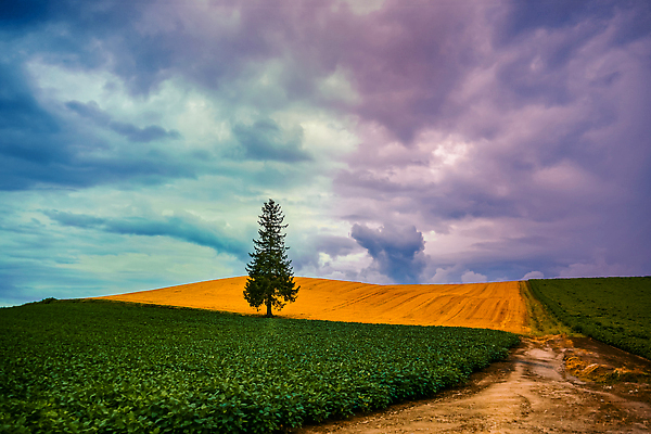 포토 JPG 해외이미지 식물 구름 지구 밭 자연 하늘 산 풍경 사람없음 야외 목재 초록색 일몰 고독 저녁 언덕 홋카이도 평야 해외202310 해외포토 자연요소 나무 감정 컬러 농업 재료 노을 일본 야간 생태계 파일형식