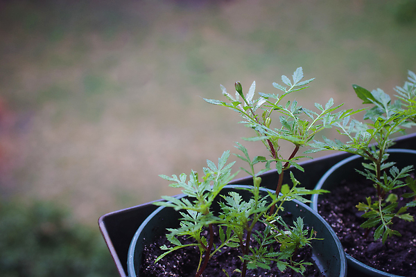 포토 JPG 해외이미지 식물 지구 줄기 채소 창문 아이디어 실내 씨앗 취미 사람없음 내부 장식 컬러풀 햇빛 농장 환경 수확 성장 공구 그룹 컨테이너 플라스틱 허브 무역 시작 싱글 생태계 상업 향기 조경 장면 유지 개발 밭일 생태학 심기 영양분 처음 많음 카피스페이스 해외202310 해외포토 교육 산업 컬러 컨셉 농업 모션 재질 태양 공백 도구 냄새 파일형식