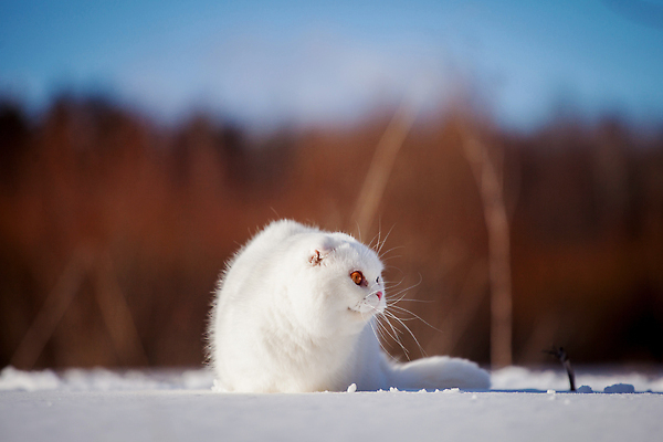 포토 JPG 해외이미지 나무 동물 계절 백그라운드 겨울 포유류 생물 수염 털 성인 사람없음 야외 목재 반려동물 햇빛 뷰티 평화 마을 고양이 가축 추위 흰색 시골 달콤 숲 모피 호기심 육식동물 솜털 기르기 웅장함 유래 접기 스코틀랜드 해외202310 해외포토 식물 감정 컬러 컨셉 재료 모션 영국 사람 태양 맛 돌봄 파일형식