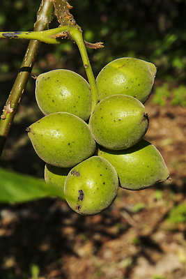 포토 JPG 해외이미지 나무 식물 음식 잎 농업 채소 과일 자연 건강 사람없음 초록색 정원 수확 나뭇가지 신선 사과 다발 유기농 포도나무 고립 숙성 해외202310 해외포토 웰빙 산업 컬러 과일나무 생태계 파일형식