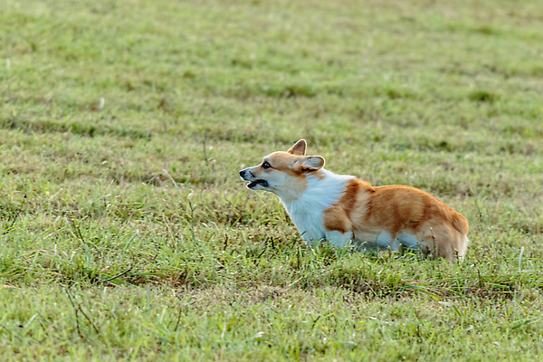 포토 JPG 해외이미지 동물 1 공원 감정 스포츠 밭 모션 놀이 건강 사람없음 야외 초록색 여름 반려동물 달리기 뷰티 걷기 정원 점프 경쟁 에너지 가을 게임 시골 레이싱 잡기 개 유혹 속도 사냥 송곳니 기르기 전력질주 챔피언 순혈 해외202310 해외포토 계절 공공시설 컬러 컨셉 농업 포유류 시합 치아 돌봄 파일형식