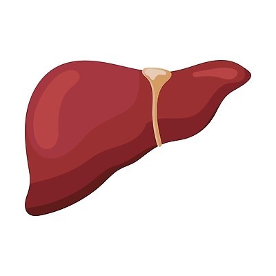 EPS 해외이미지 디자인 교육 남자 과학 컨셉 신체 일러스트 해부 건강 사람 내부 그래픽 약 오르간 심볼 사인 그림 생물학 간 시스템 방광 고립 돌봄 엘리먼트 벡터 해외202310 해외일러스트 의학 모션 장기_의학 건반악기 비뇨기관 파일형식
