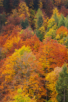 포토 JPG 해외이미지 나무 식물 야생동물 여행 채소 자연 휴식 독일 풍경 사람없음 야외 뷰티 환경 침묵 고요 다양 가을 전원 시골 숲 환경보전 생태계 생물학 기후변화 보호구역 삼림지대 생태학 바이에른 해외202310 해외포토 동물 계절 교육 유럽 다수 컨셉 날씨 소리 변화 전기에너지 사회이슈 구역 파일형식