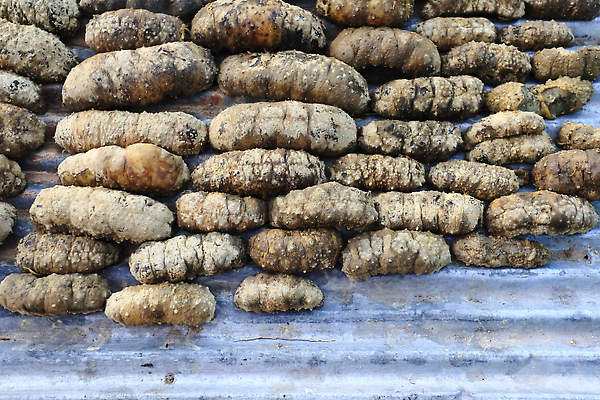 포토 JPG 해외이미지 동물 음식 바다 컬러 다이어트 자연 오이 생물 건조 종류 육류 요리 사람없음 야외 물 햇빛 태양 수영 식사 잡기 뜨거움 맛 해산물 피부 모음 어장 범퍼 소금물 맛있는 해외202310 해외포토 자연요소 컨셉 채소 식재료 모션 건강 신체부위 수상스포츠 생태계 파일형식